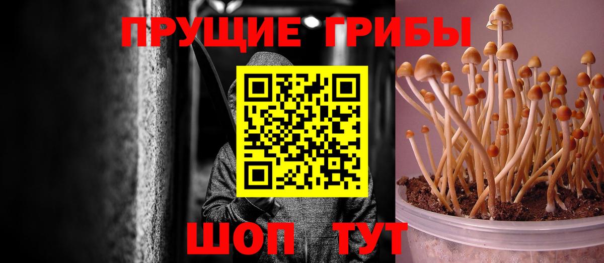 Богородск  Псилоцибиновые грибы мицелий  Вход с VPN  Псилоцибиновые грибы Psilocybine cubensis 